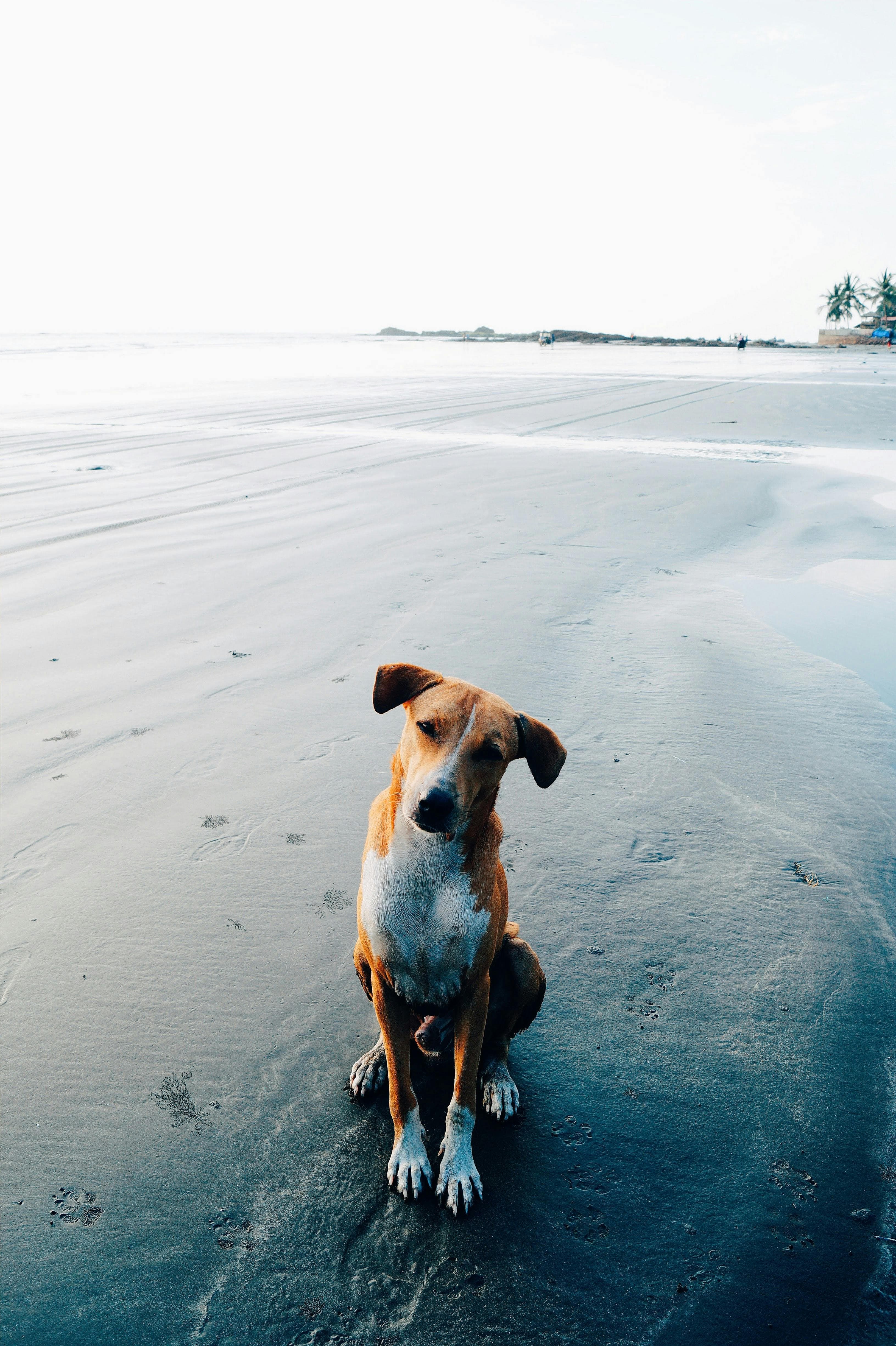 Dog in care