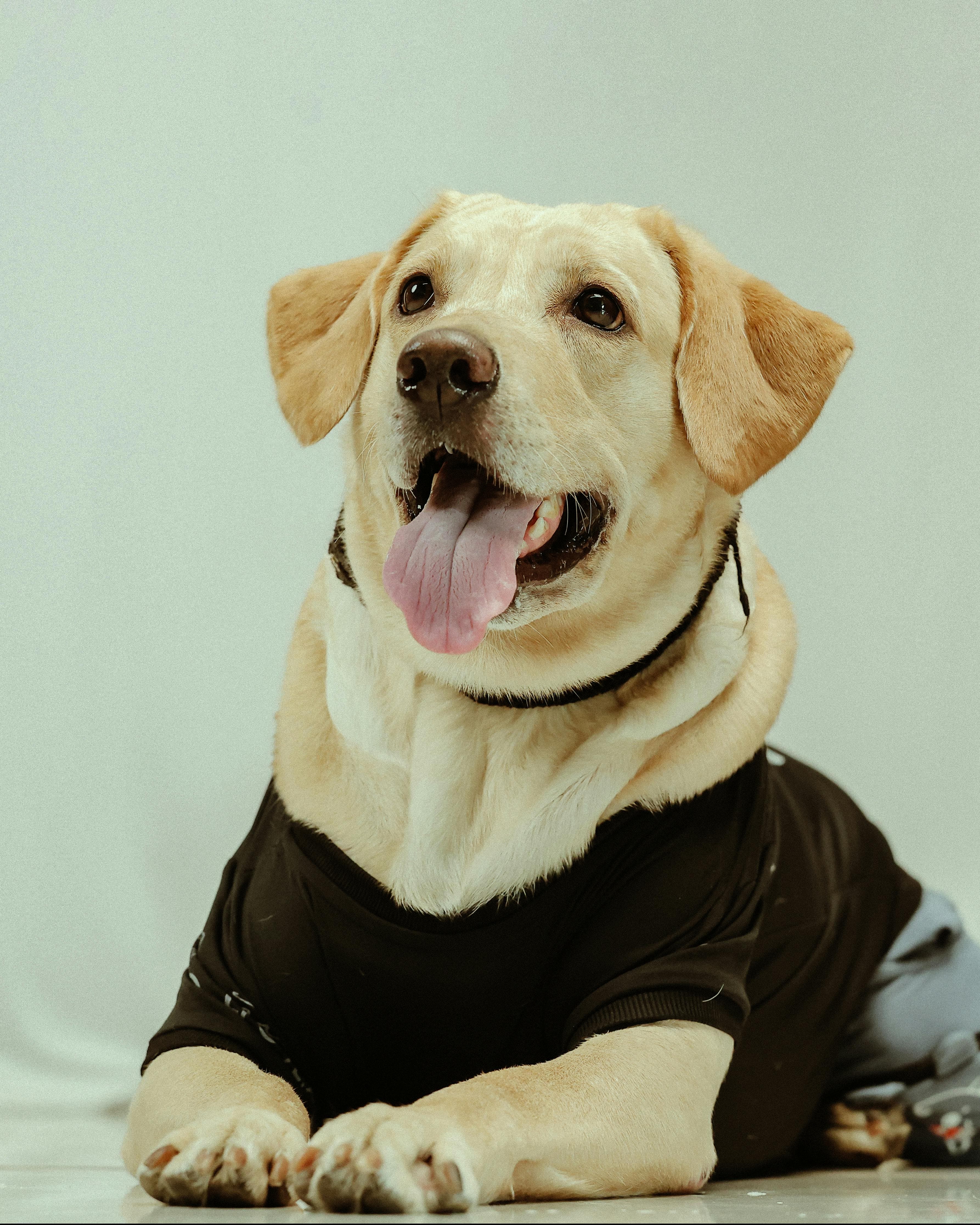 Dog at community event