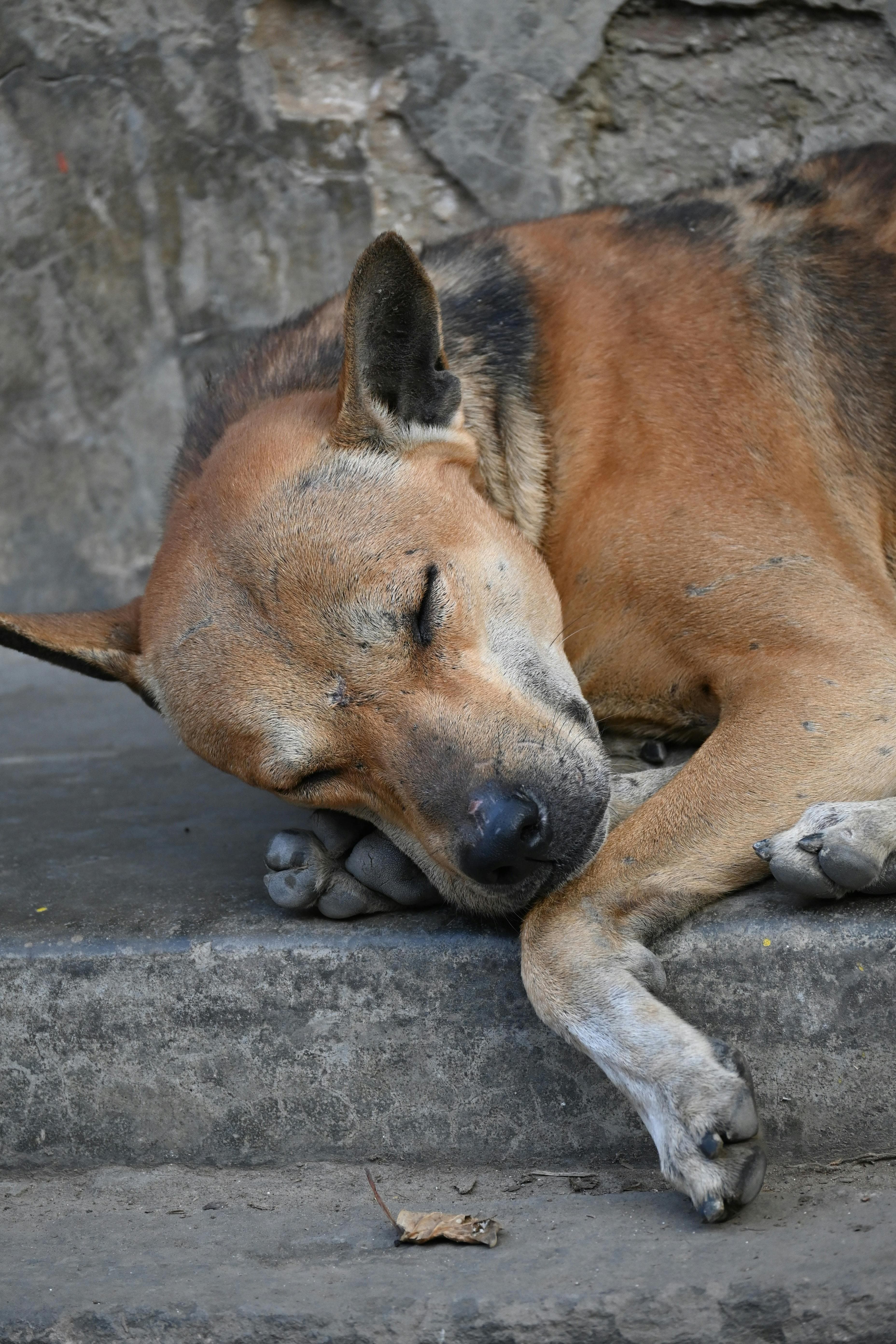 Street dog rescue