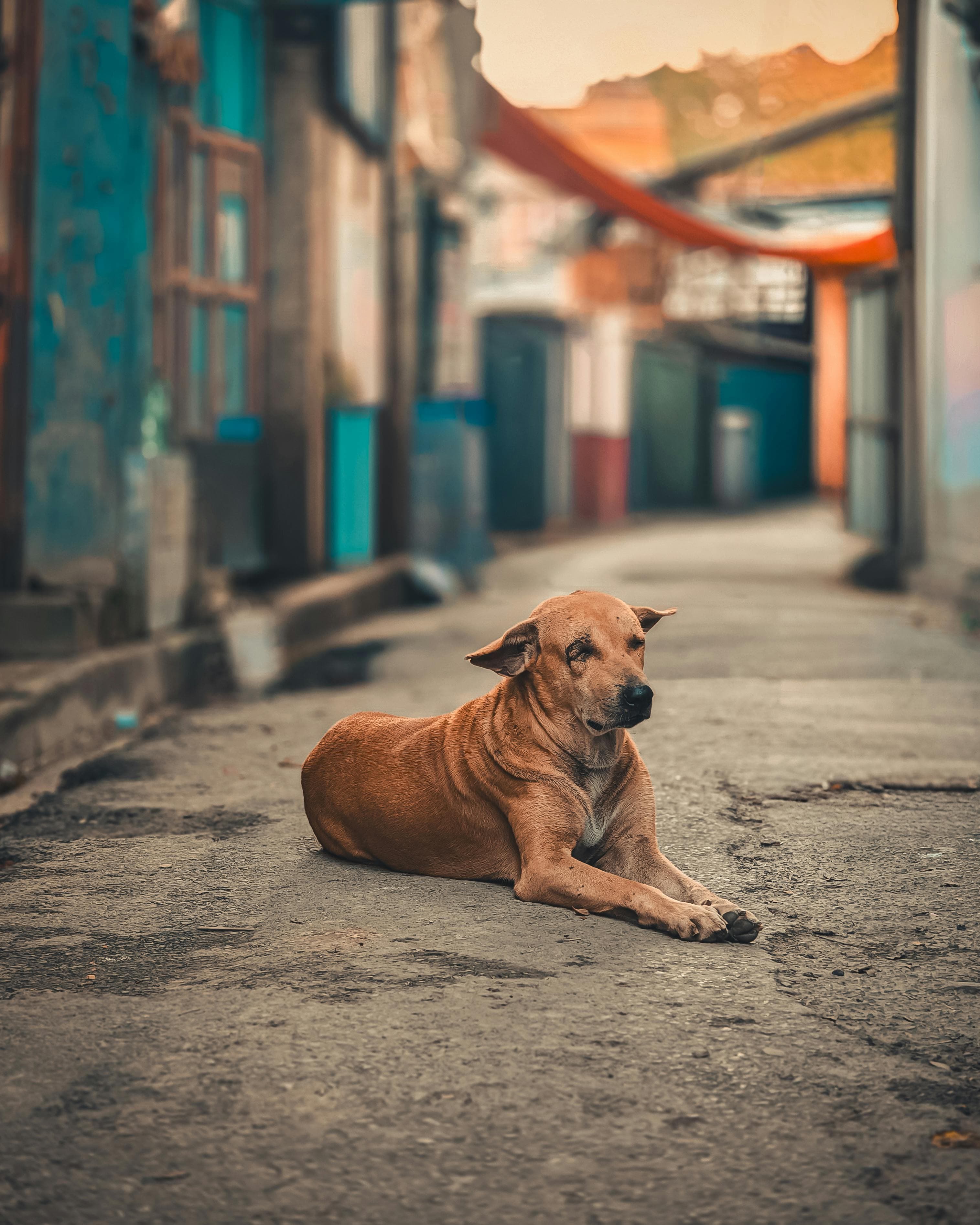 Dog receiving care