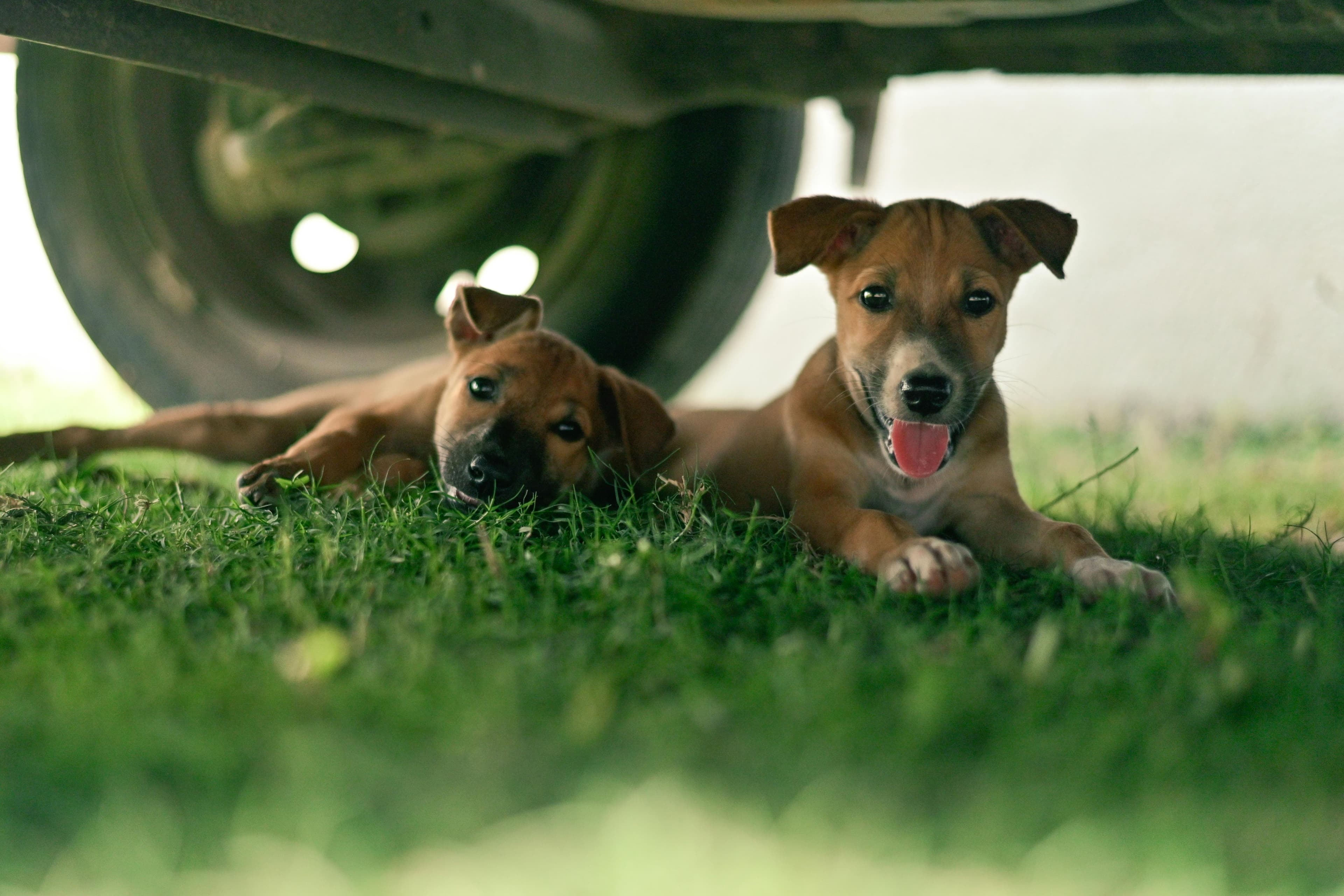 Cute puppy portrait