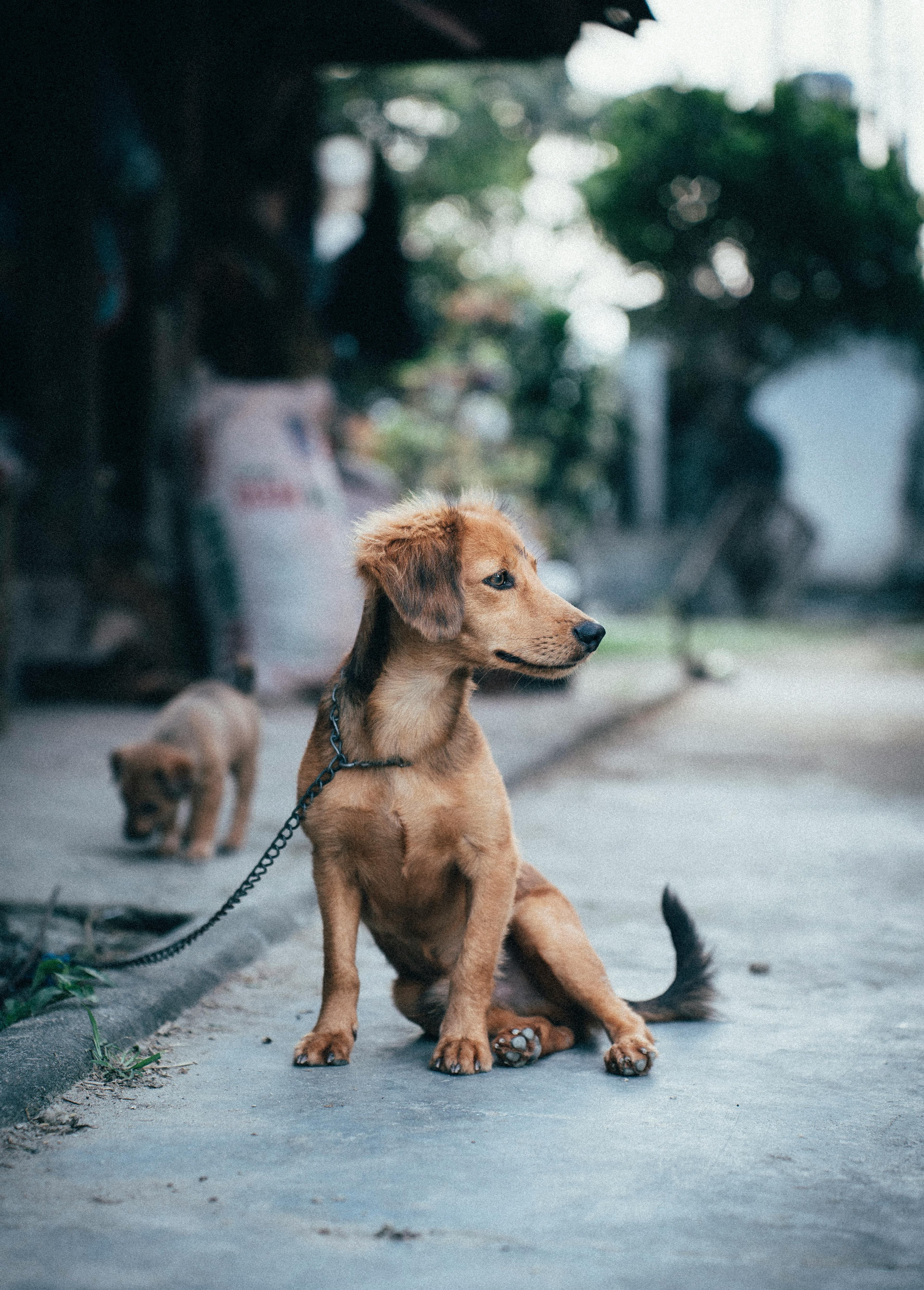 Puppy playing