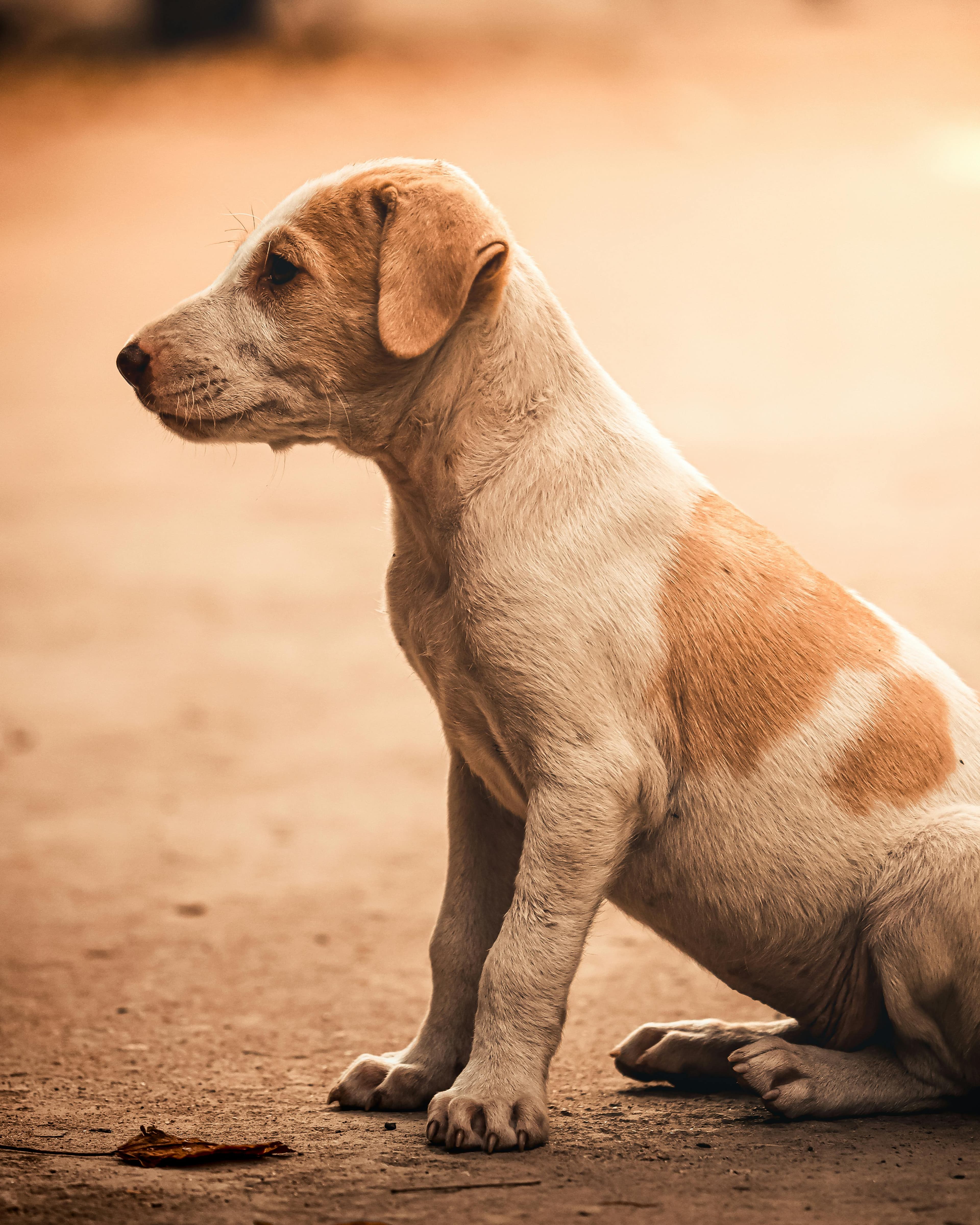 Puppy with volunteer